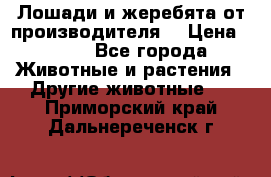 Лошади и жеребята от производителя. › Цена ­ 120 - Все города Животные и растения » Другие животные   . Приморский край,Дальнереченск г.